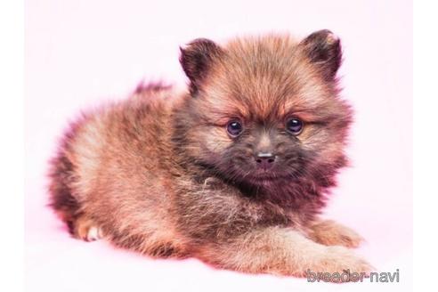 成約済の千葉県のポメラニアン-180616の4枚目